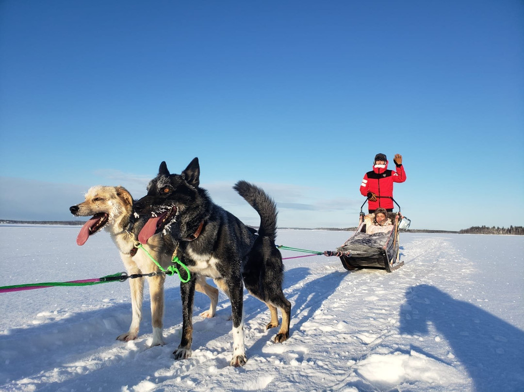 Nordic Lapland Husky Tours景点图片