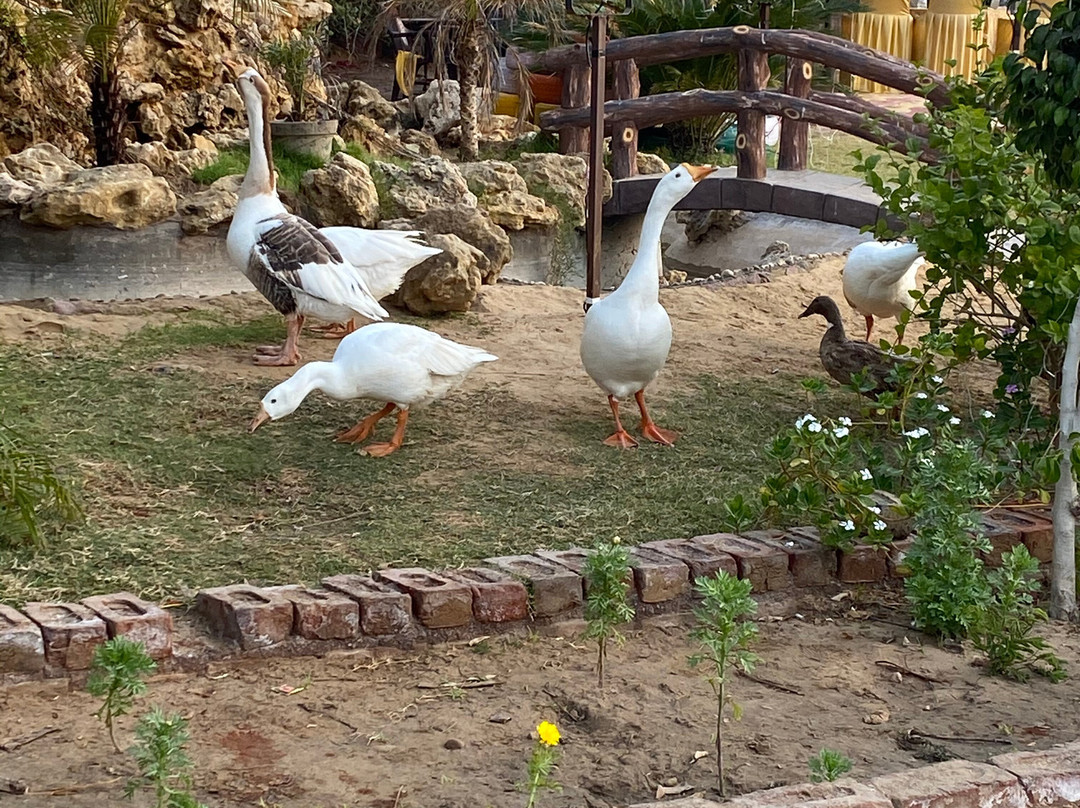 Thar Exotica Hotel & Resorts主图