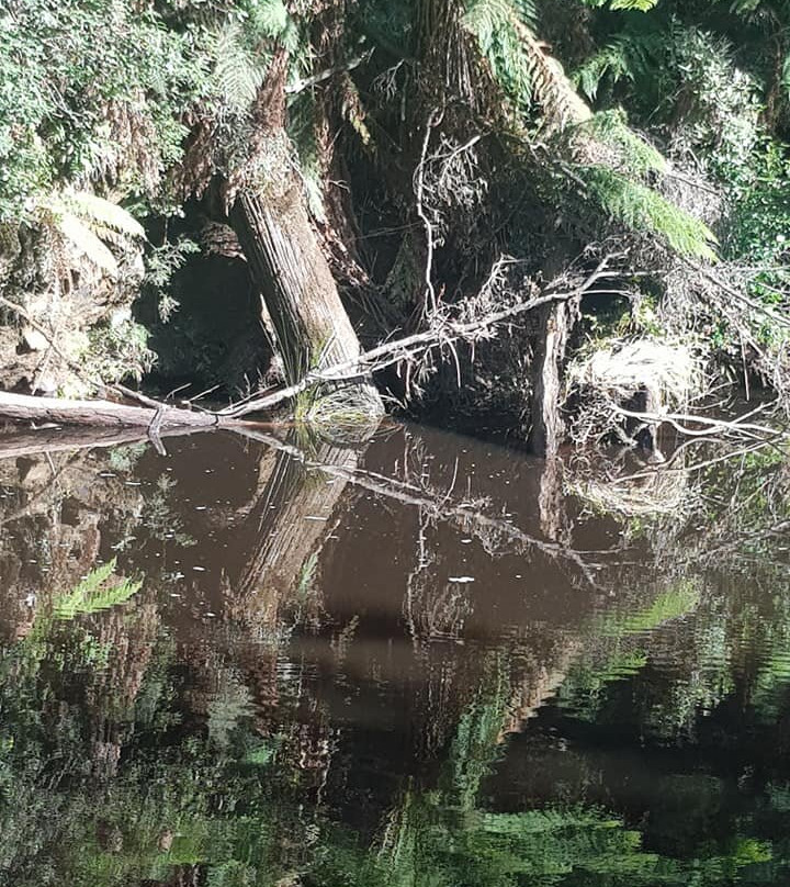 Fern Glade Reserve-伯尼必去景点