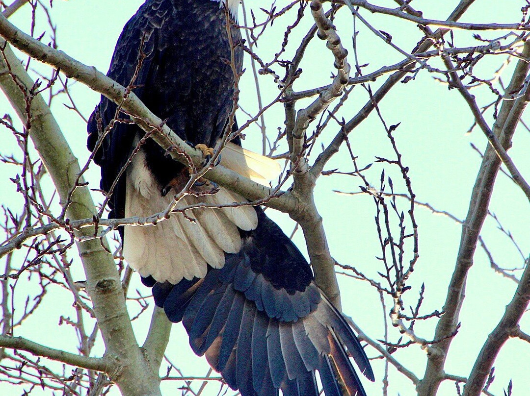 Boundary Bay Regional Park景点图片