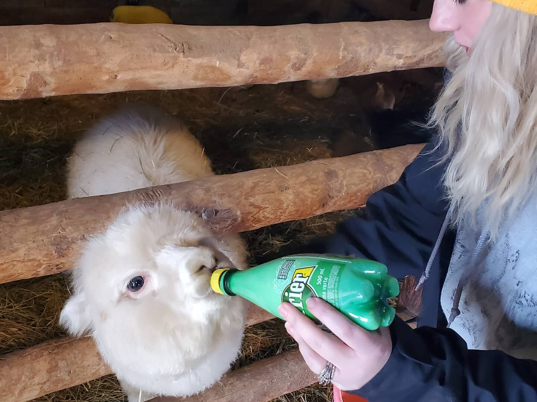 White Barn Fun Farm-布鲁克斯必去景点