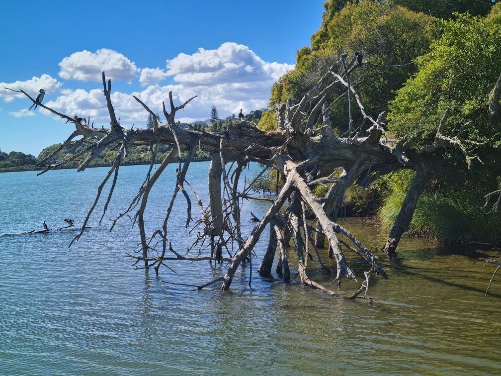 Orakei Basin - not Orakei Korako!景点图片