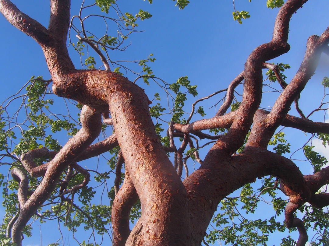 Wayaka Trail-Kralendijk必去景点