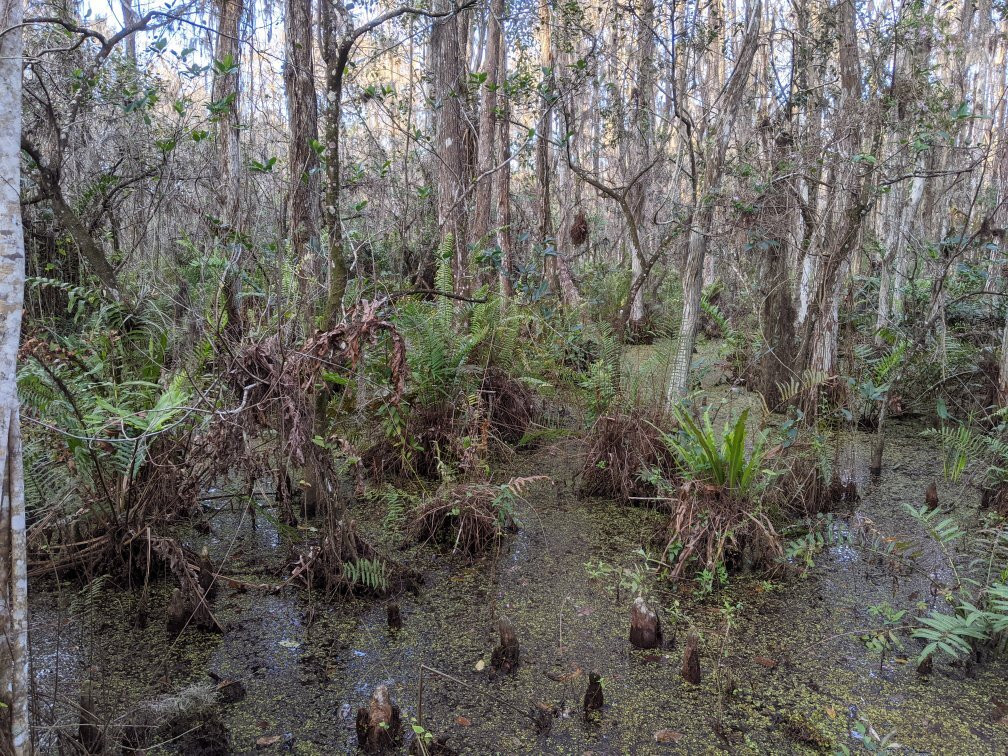 Arthur R. Marshall Loxahatchee National Wildlife Refuge-博因顿海滩必去景点