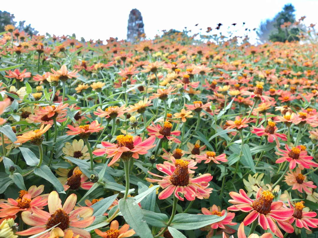 Yamaguchi Flower Land-柳井市必去景点