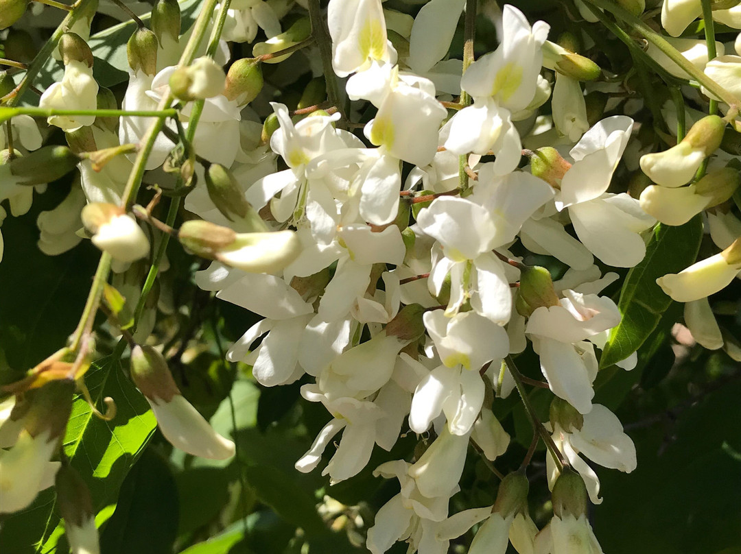 Tungamah Silo Art-Tungamah必去景点