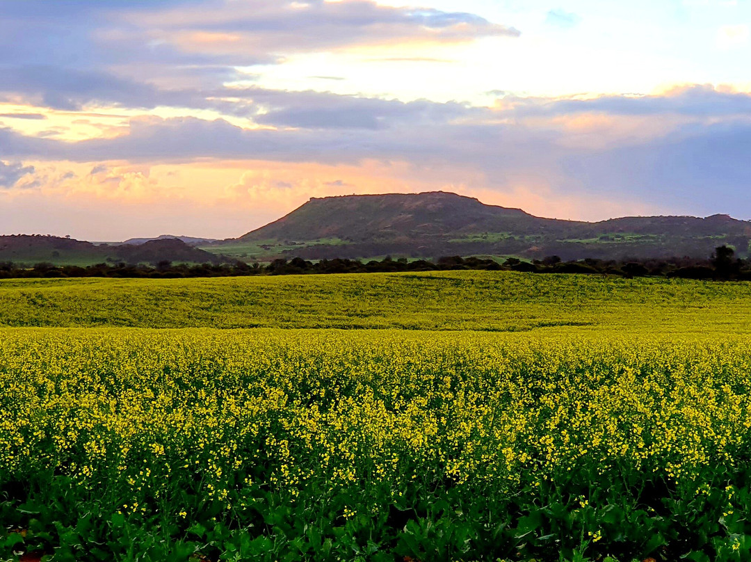 Ninghan Park Farm-Bowes必去景点