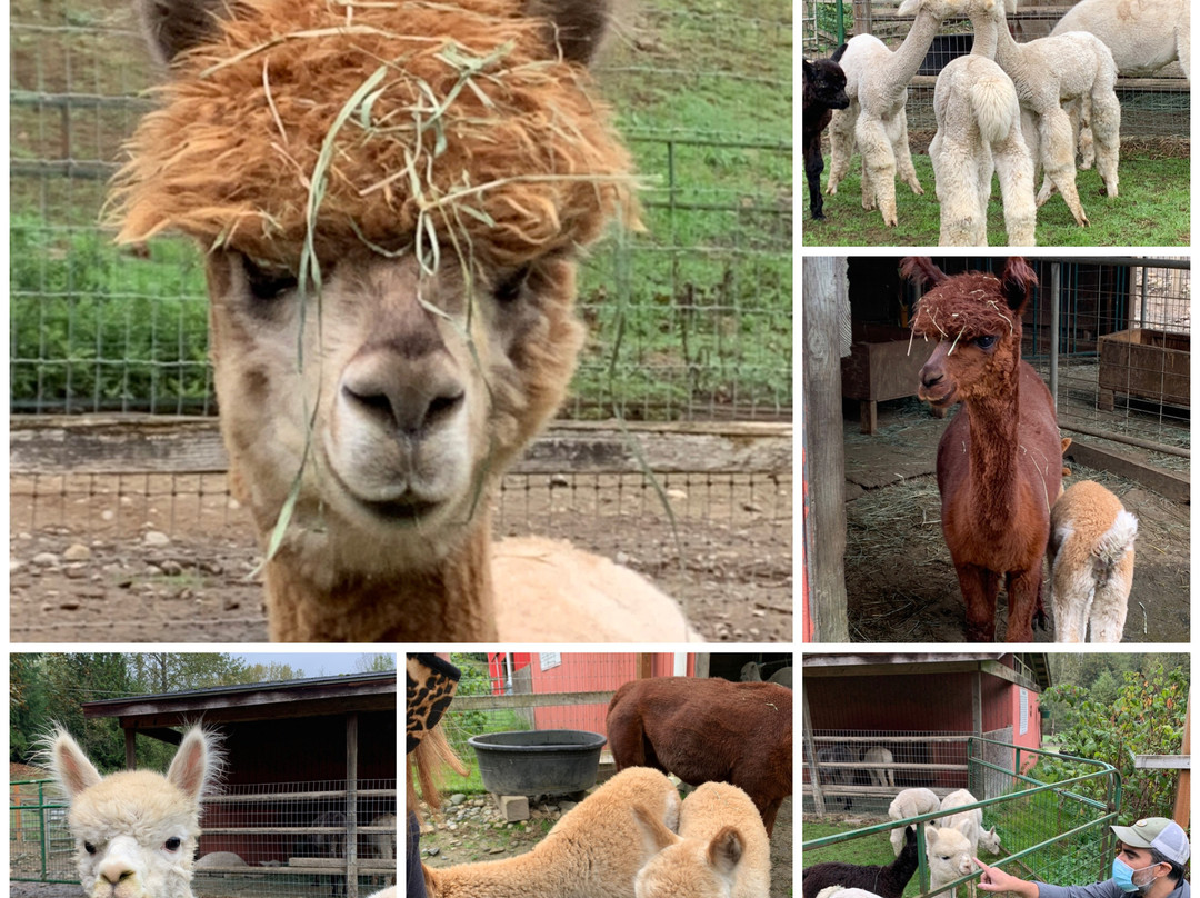 Alpacas from MaRS景点图片