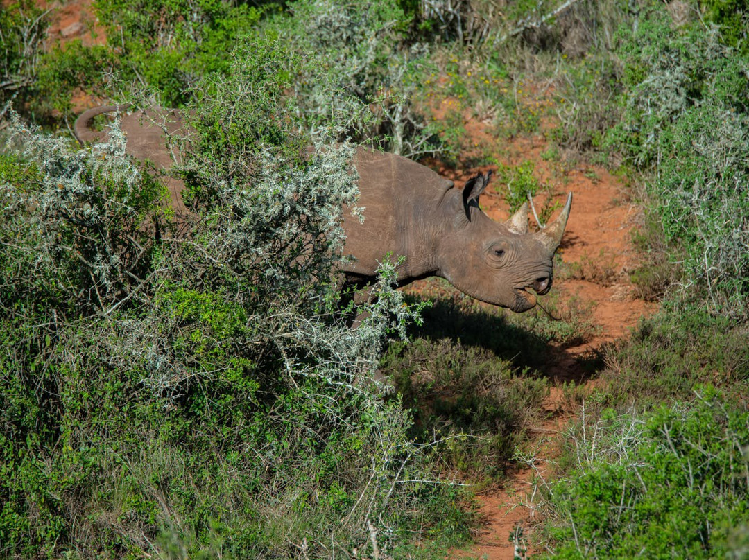 African Sightings Adventure Tours & Safaris景点图片