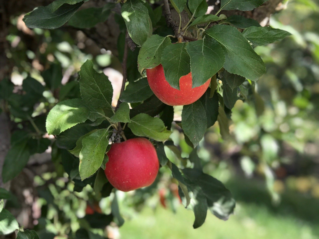 Hurd's Family Farm-Modena必去景点