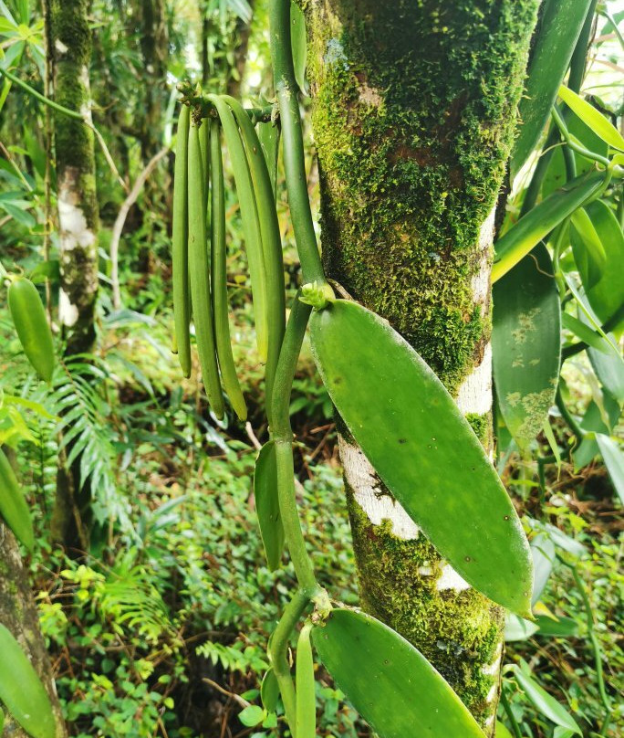 Plantation Vanilla-Bourbon景点图片