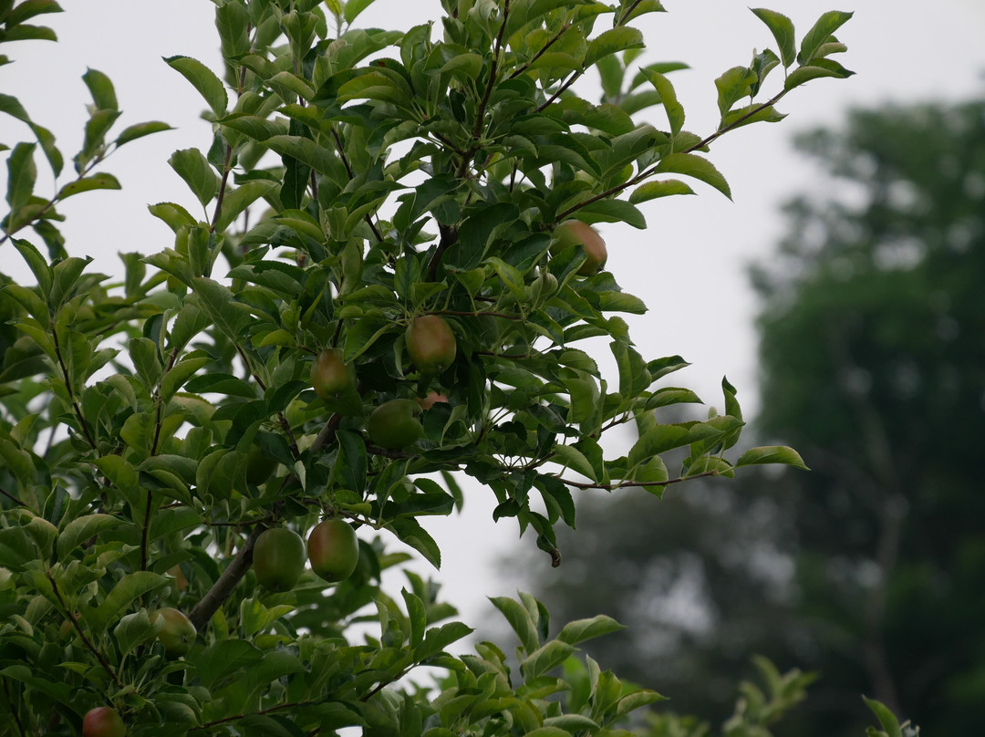 苹果路-弘前市必去景点