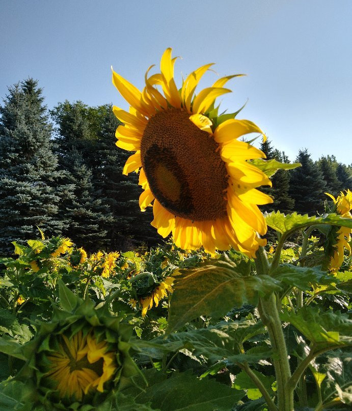 Zimmerman Minnesota Sunflowers景点图片