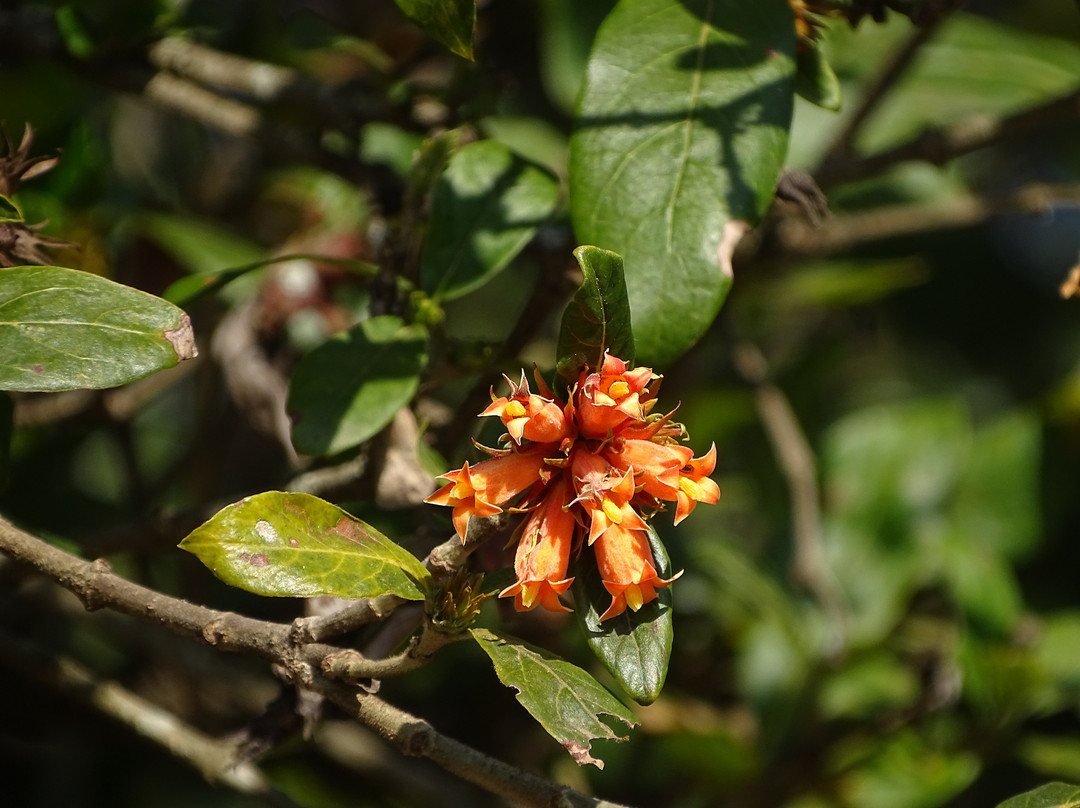 Queen Elizabeth Park-彼得马里茨堡必去景点