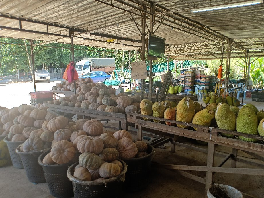 Durian Mantin Murah-Mantin必去景点