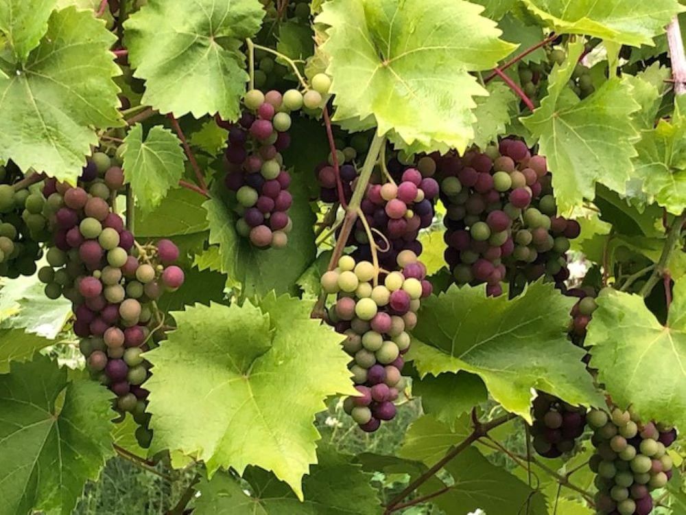 Stever Hill Vineyards-Branchport必去景点