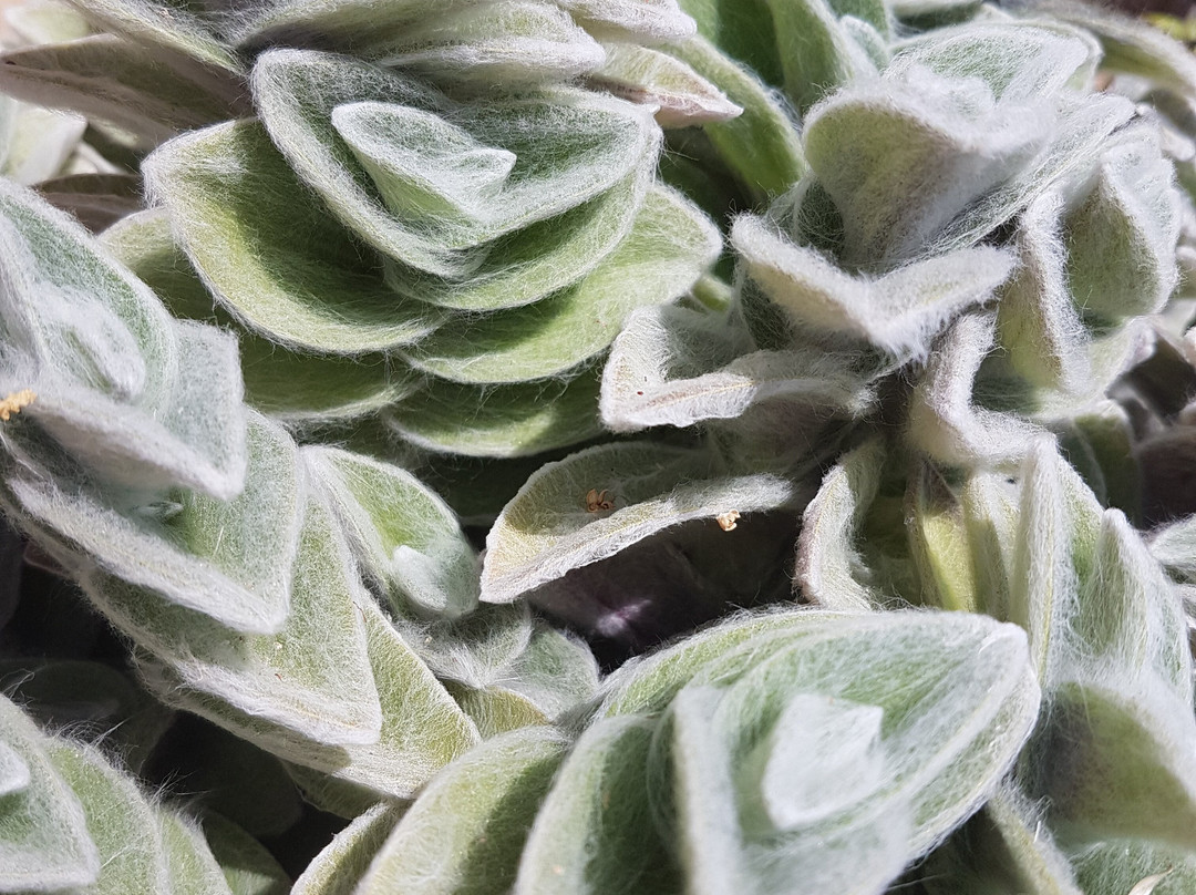 Hameiri Estate主图