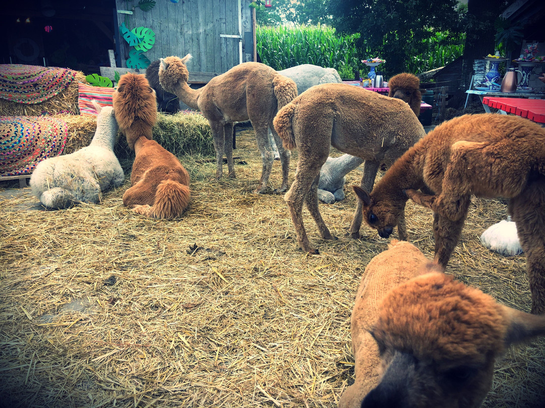 Alpaca Boerderij-Lemelerveld必去景点
