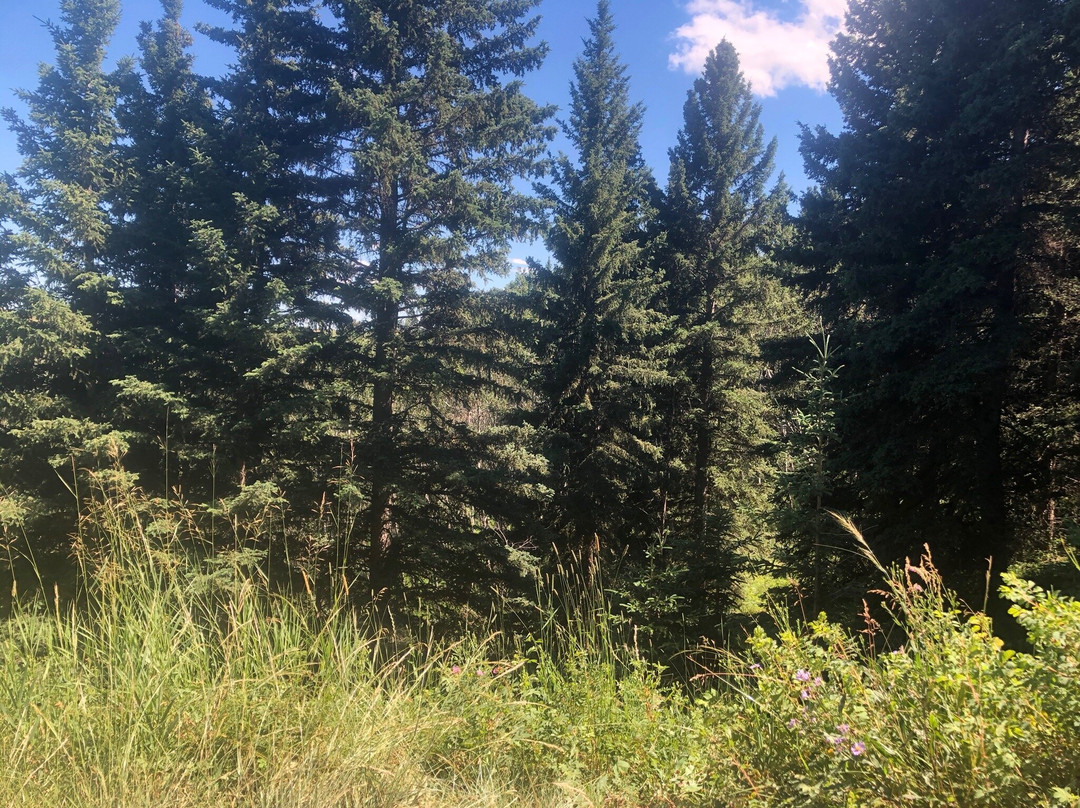 Big Hill Springs Provincial Park-科克伦必去景点