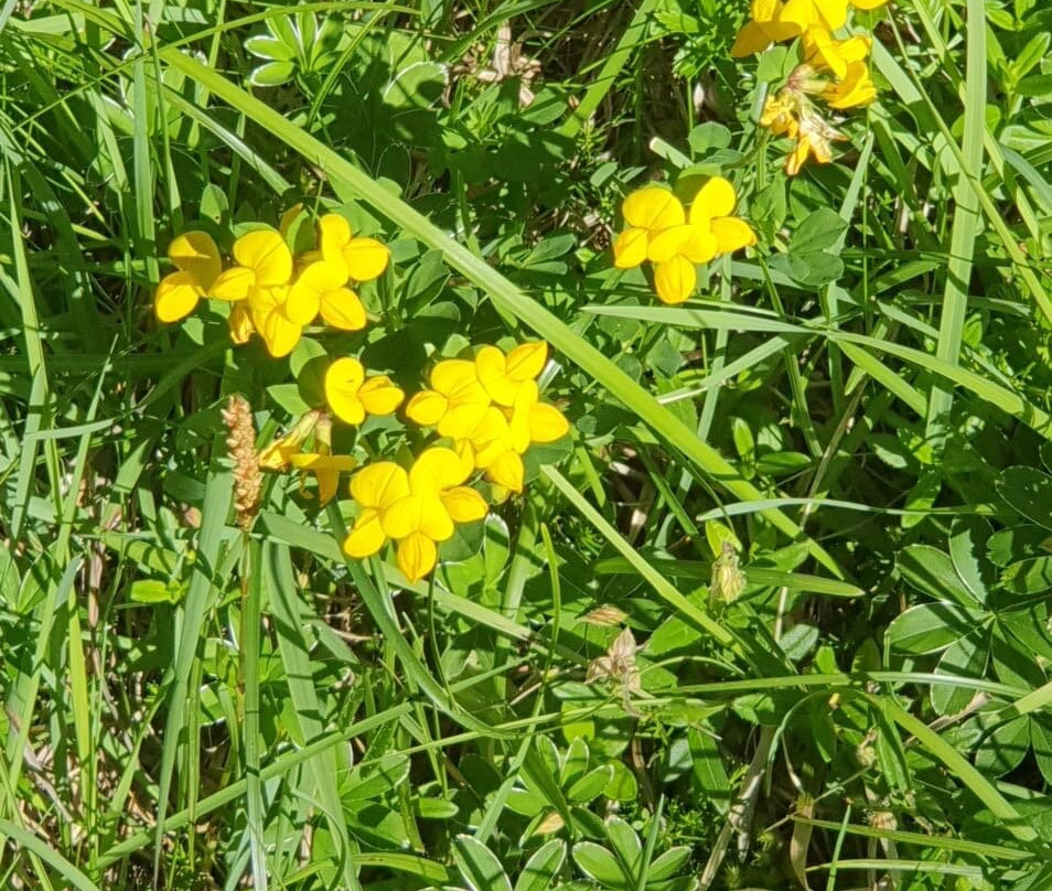 Botanical Garden Alpinum Schatzalp-Davos Platz必去景点