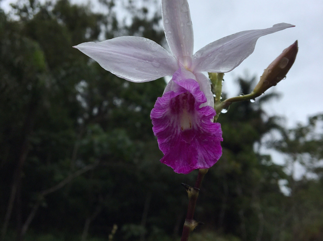 Thambapanni Travel Company-锡吉里亚必去景点