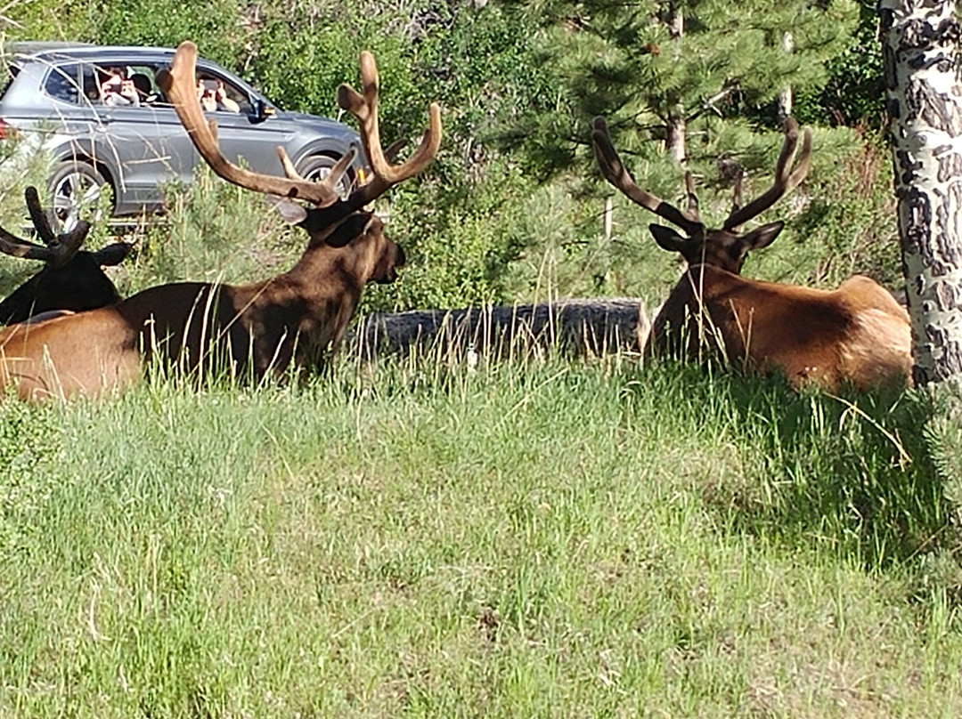 The Woodlands on Fall River主图