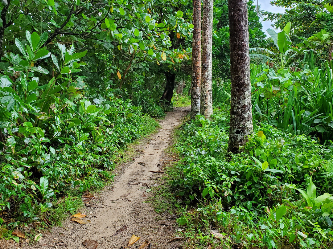Lavena Coastal Walk-塔韦乌尼岛必去景点