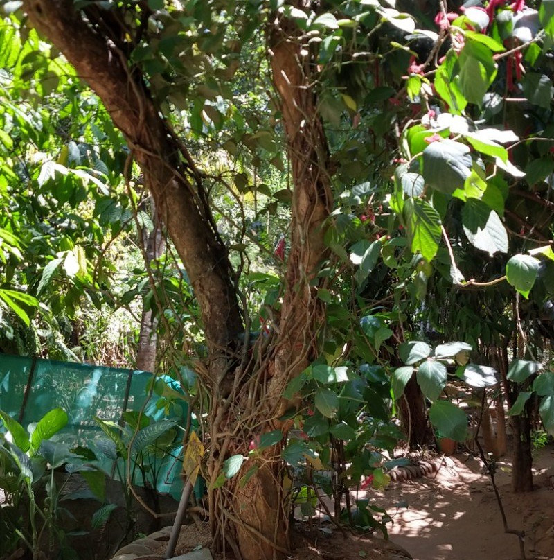 Susantha Spice and Herbal Garden-Hingula必去景点