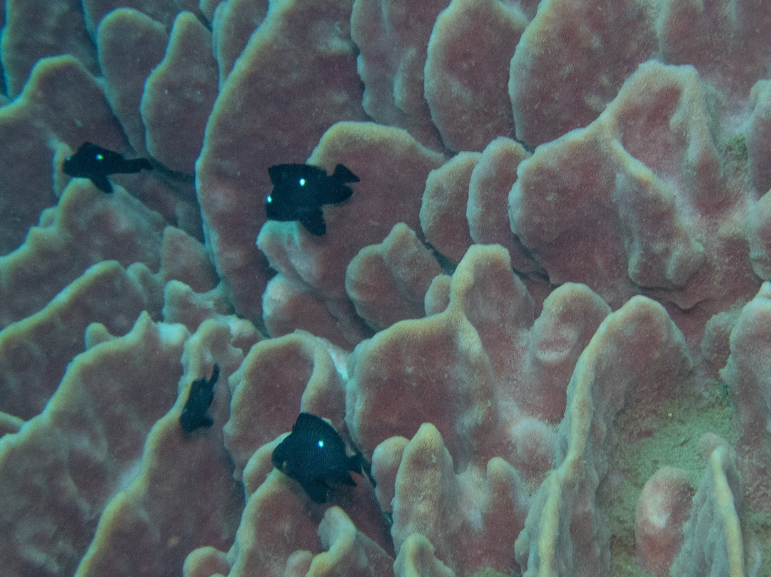 Diving Centers Werner Lau Siddhartha-库布必去景点