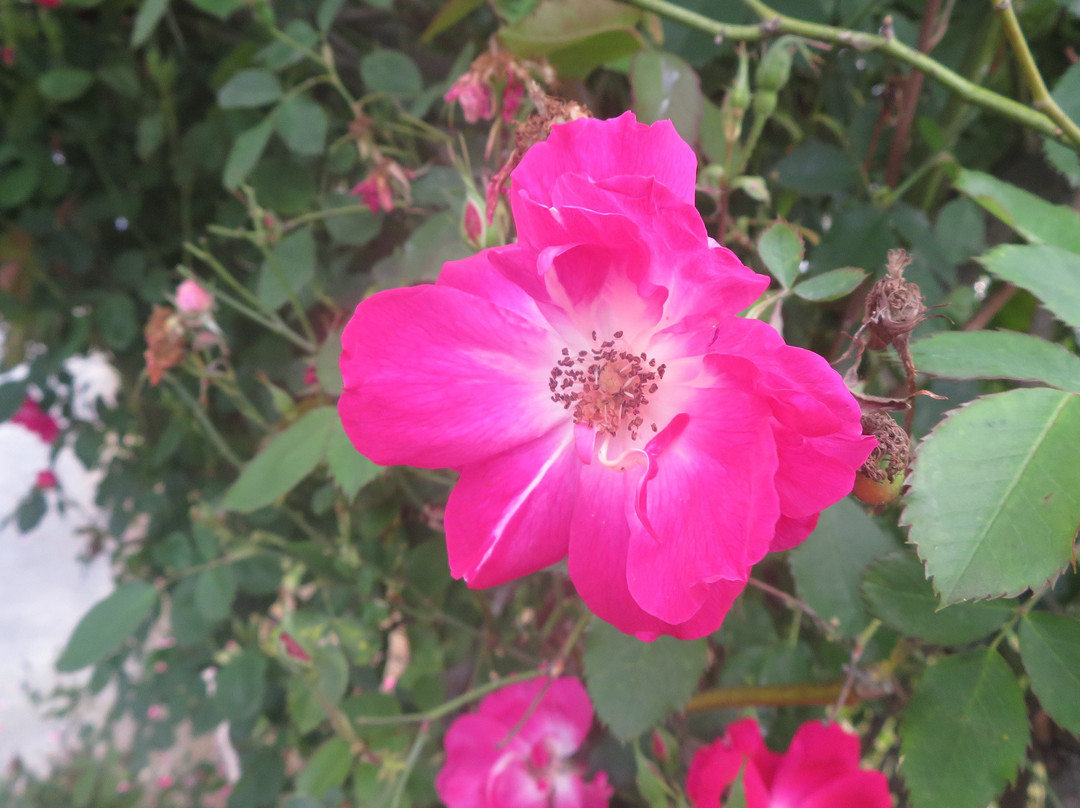 Heritage Rose Garden景点图片