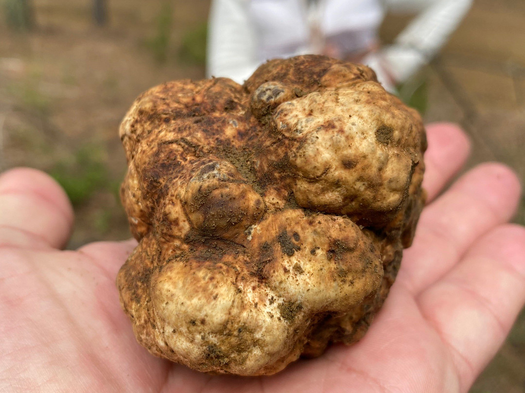 Cyprus Truffles-帕福斯必去景点