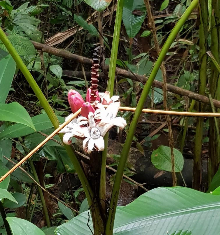 Jardín Botánico San Jorge-Ibague必去景点