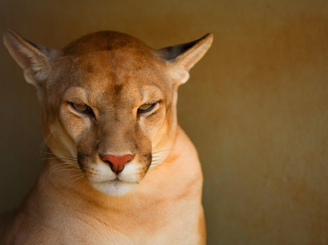 Boutique Travel Experts-大坎普市必去景点