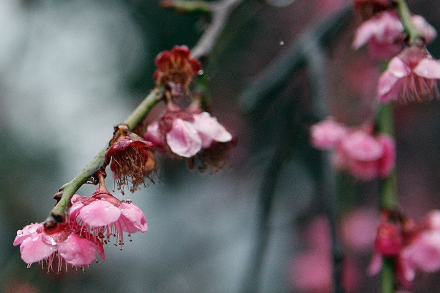 Maegokdong Tammae Village-顺天市必去景点