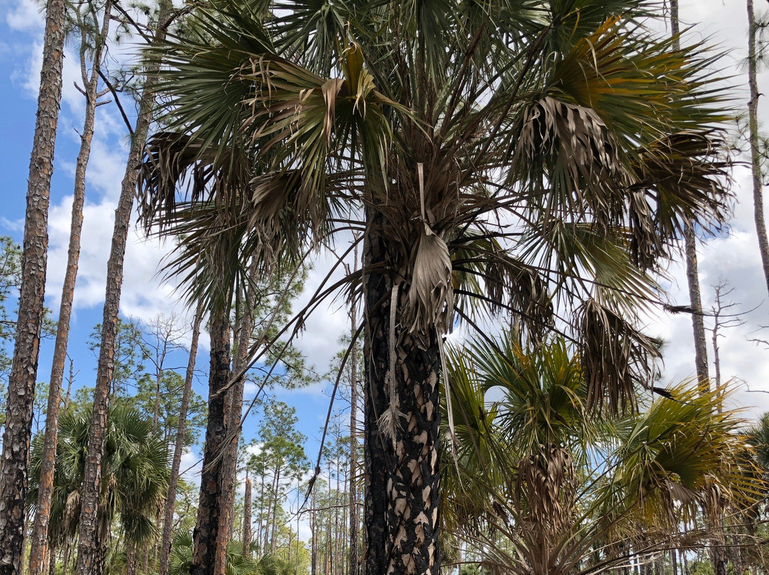 Serenity Walk Park-Naples Park必去景点