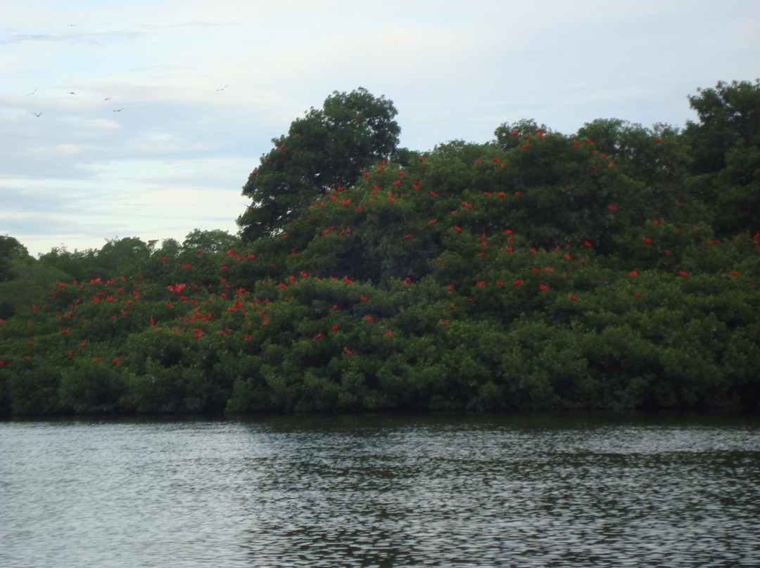 Caroni Swamp-St. Ann's必去景点