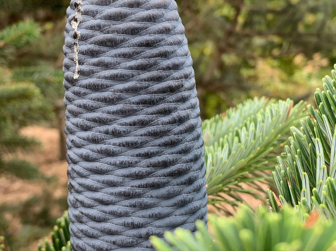 Emu Valley Rhododendron Garden-伯尼必去景点