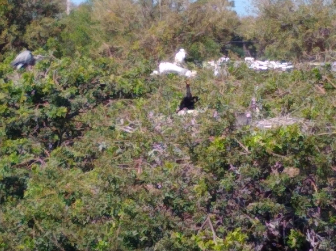 The Venice Area Audubon Rookery-威尼斯必去景点