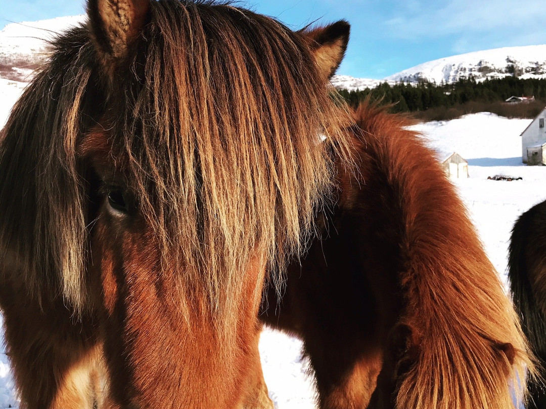 Bjarteyjarsandur-雷克雅未克必去景点