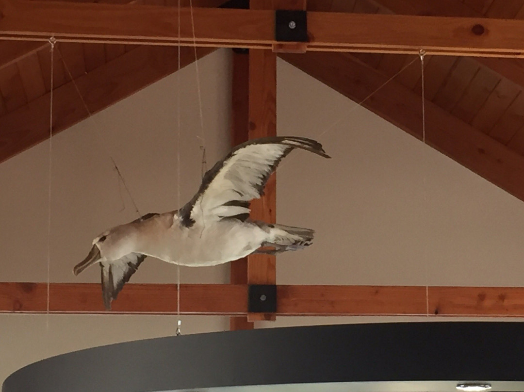 Kaikoura i-SITE Visitor Information Centre-Kaikoura必去景点
