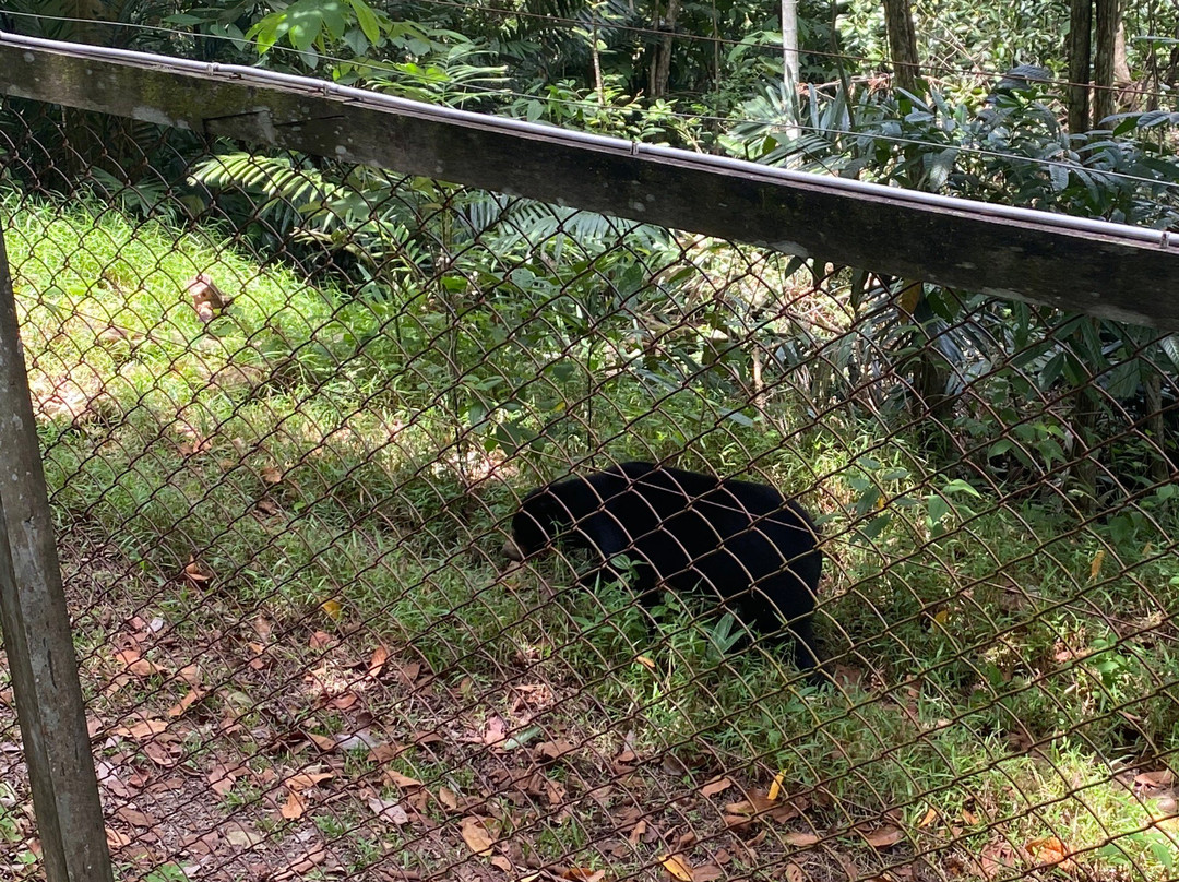 Sun Bear Education and Conservation Center-巴厘巴板必去景点