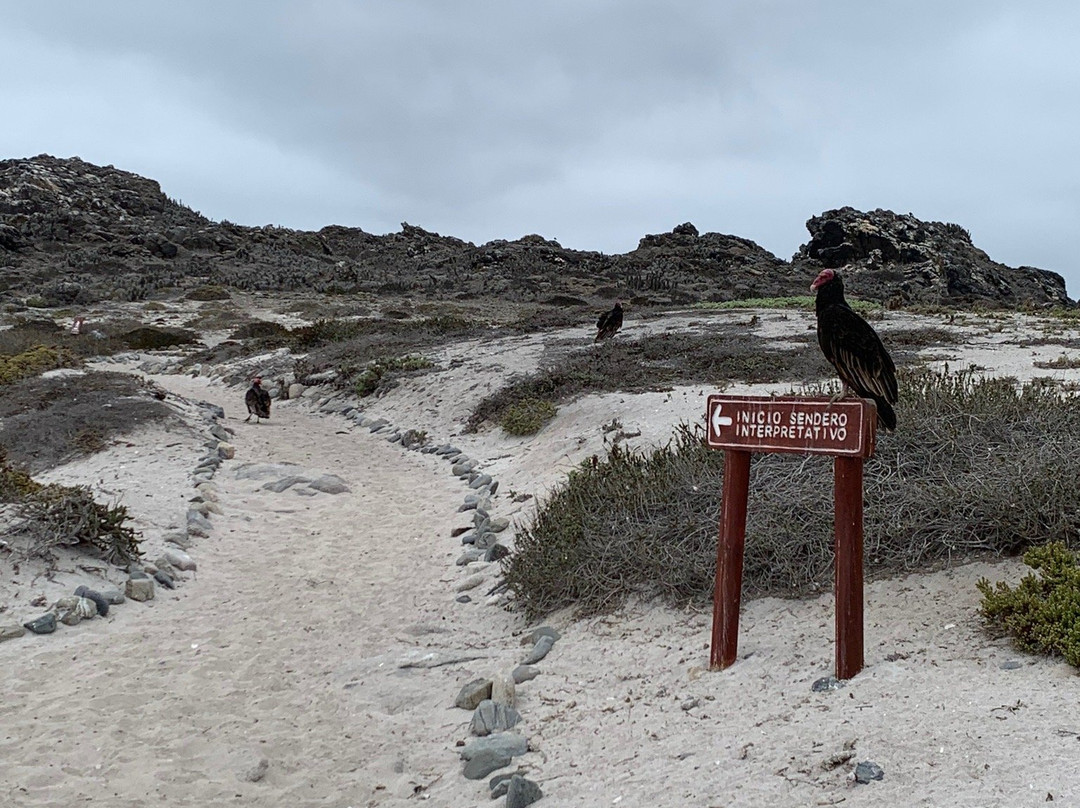 Reserva Nacional Pinguino de Humboldt景点图片