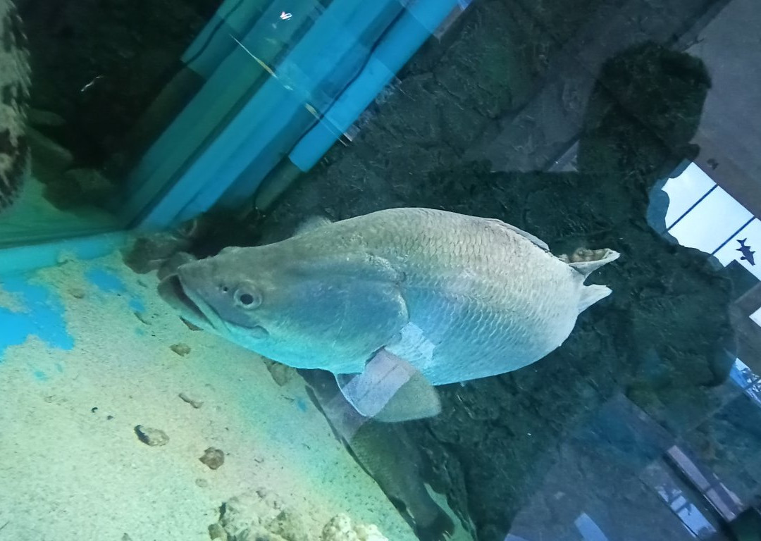 Pusat Ikan Hiasan-波德申必去景点