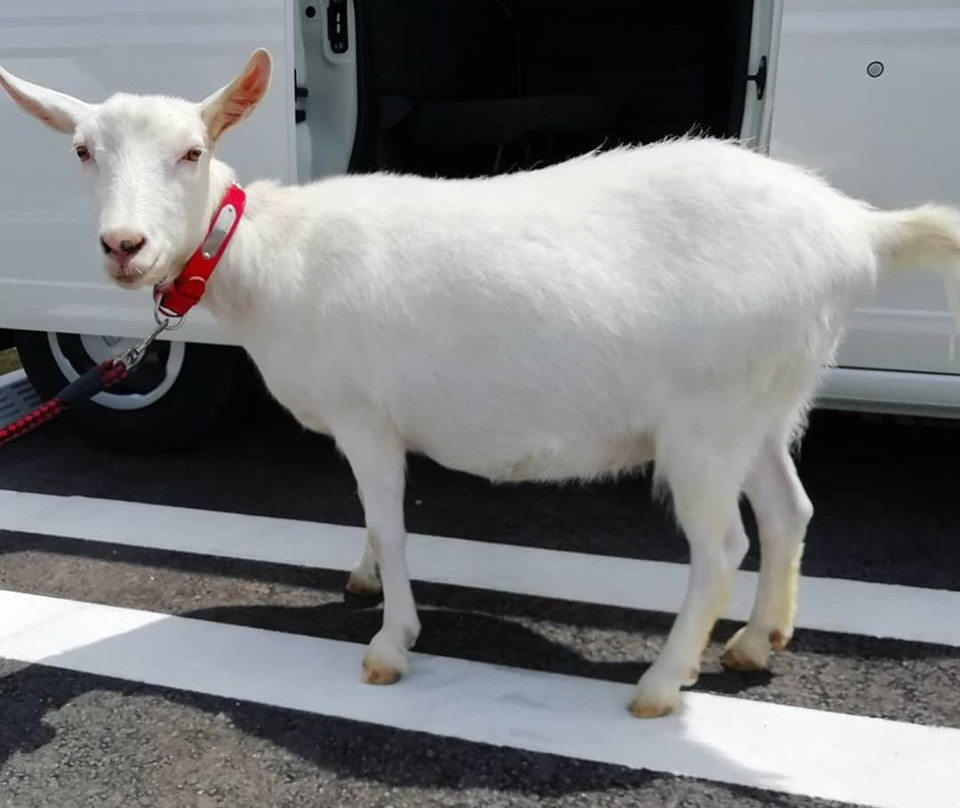 Fruitelier Nakamura Fruit Farm-久留米市必去景点