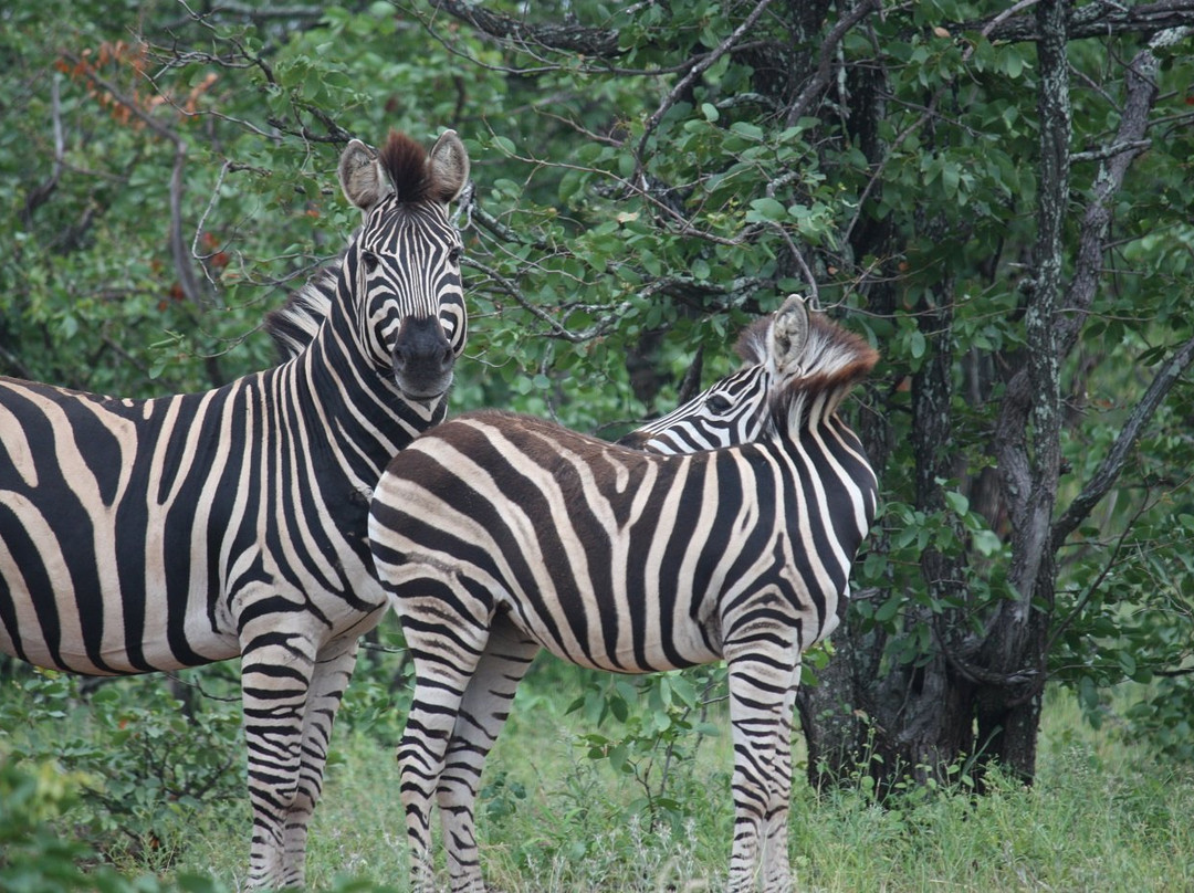 Tambuzi Safaris-霍德斯普鲁特必去景点