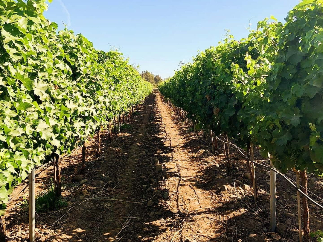 Vinedos Torreon de Paredes-Rengo必去景点