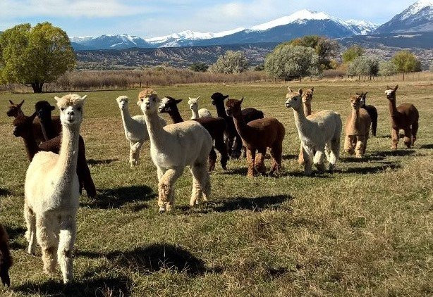 Hallmark Ranch Alpacas景点图片