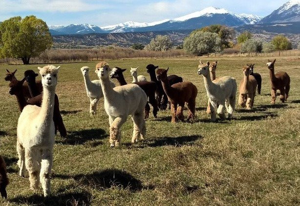 Hallmark Ranch Alpacas-萨利达必去景点