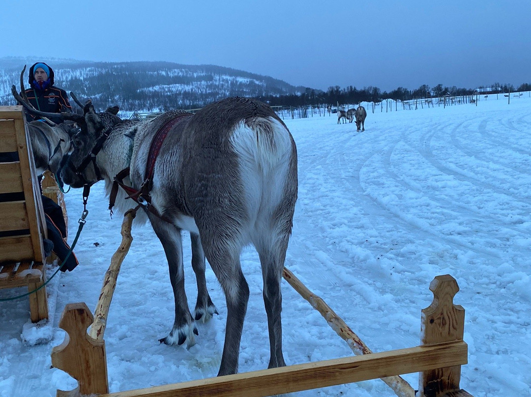 特罗姆瑟拉普兰雪橇之旅景点图片