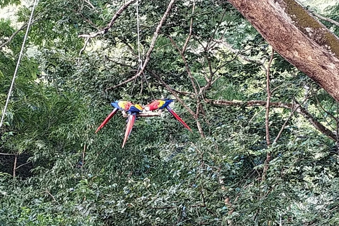 Macaw Recovery Network景点图片